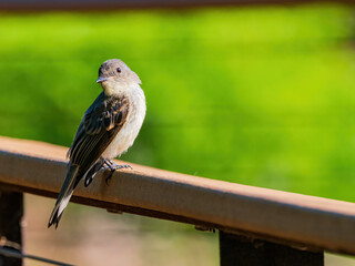 Close up shot of Eastern phoebe