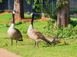 Close up shot of canadian goose and baby bird