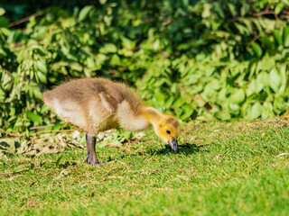 Close up shot of canadian goose baby bird