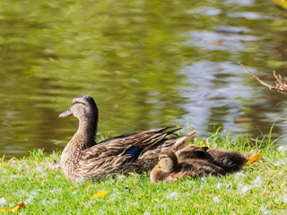 Close up shot of duck mother with baby duck