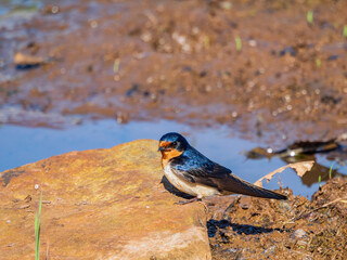 Close up shot of cute Barn swallow