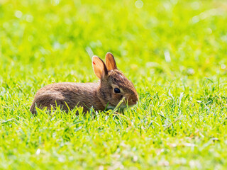 Close up shot of cute baby Cottontail rabbit