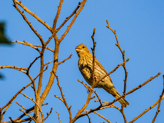 Close up shot of female House finch