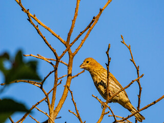 Close up shot of female House finch