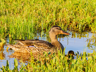 Close up shot of duck mother with baby duck