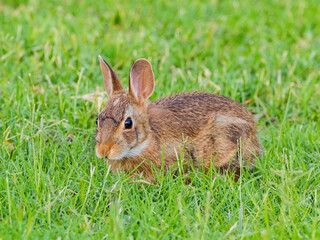 Close up shot of cute baby Cottontail rabbit