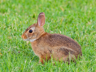 Close up shot of cute baby Cottontail rabbit