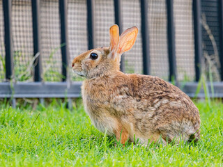 Close up shot of cute Cottontail rabbit