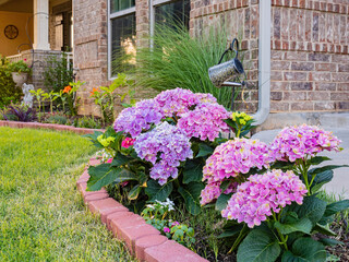 Close up shot of Hydrangea macrophylla blossom in a front yard