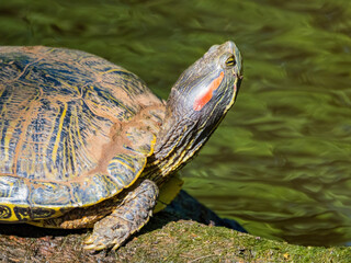 Close up shot of Red-eared slider