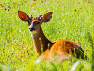 Sunny view of the White-tailed deer