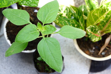 talas leaf