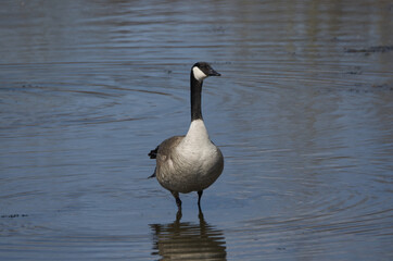 Canada Goose in the Water