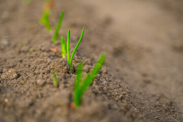Evening garden bed with growing young green onions close-up. Dawn and sunset lighting