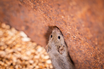 Small field mouse close-up in wheat storage