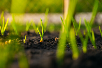 A young green onion grows close-up in a garden bed at sunrise. Gentle sunset lighting. Blurred background