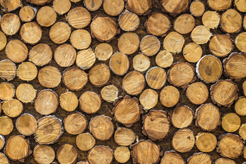 round cut backgrounds made of birch and pine wood can be used as wallpaper
