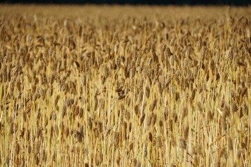 Beautiful gold wheat field near Milford, Delaware, U.S © Khairil