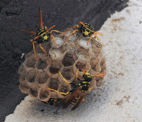 wasps build their nests, feed their larvae, defends their territory, a well-defined work to each one his role, in order to constitute a large community, a nature of the high atlas Morocco.