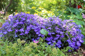 Lobelia in the Garden