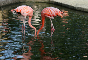A pair of tropical pink and red flamingos birds. Two flamingos fishing with their heads underwater.