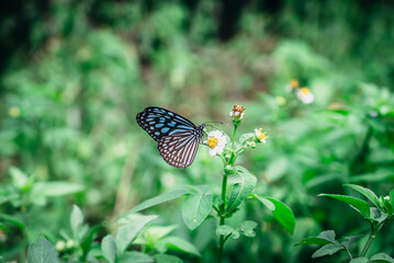南国に現れた美しい蝶