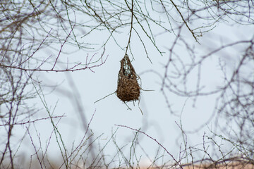bird nest