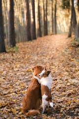 two dog in the autumn park. Nova Scotia Duck Tolling Retriever and jack russell terrier for a walk on nature at fall