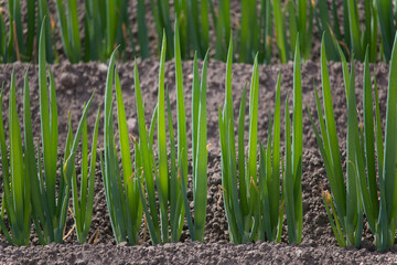 Close up of newly planted Japanese onions 