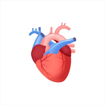 Anatomical heart on white background vector illustration