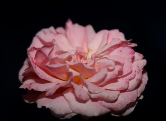Pink rose flower blossom close up family rosaceae botanical background modern high quality big size prints home decoration