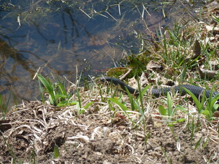 snake