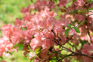 ピンクのつつじ