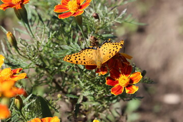 日本の秋の庭に咲くマリーゴールドの花に止まるツマグロヒョウモンのオス