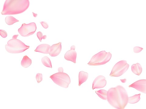 Flying sakura petals background, rose flower or cherry blossom pink petals realistic vector. Pink sakura petals falling in wind, Valentine love, spring and wedding floral cherry blossom background