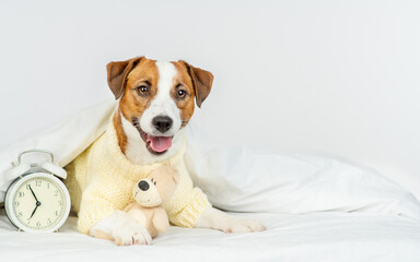 A cute jack russer dog lying at home under a blanket on a bed in a knitted sweater with a teddy bear in his paws next to an alarm clock showing seven in the morning