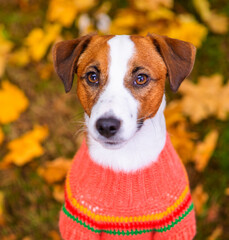 Portrait of a young dog Jack Russell breed with a sweater on a background of yellow grass covered with autumn leaves top view. Cozy autumn concept. View from above