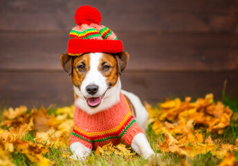 Portrait of a young dog of breed Jack Russell with a sweater and a knitted hat on a background of yellow grass covered with autumn leaves and a wooden fence. Cozy autumn concept. Place for text