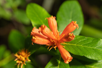 A bunch of flowers of the perennial tree-like campsis liana