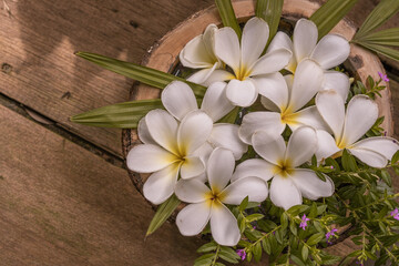 Fototapeta na wymiar White plumeria flowers on vase wood with decoration in cafe.