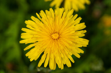 A yellow dandelion flower photographed from above at close range