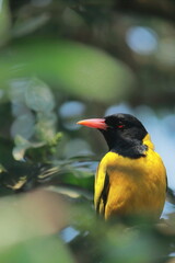 a black hooded oriole (oriolus xanthornus) with green background, perching on a tree in Indian rainforest in summertime