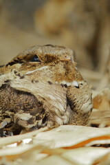 very close up view of a male large tailed nightjar (caprimulgus macrurus) camouflage with dry forest floor in autumntime