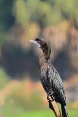 a little cormorant (microcarbo niger) in non breeding plumage perching on a branch, purbasthali bird sanctuary or chupir char in west bengal, india
