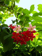 Obraz premium Red & white flowers