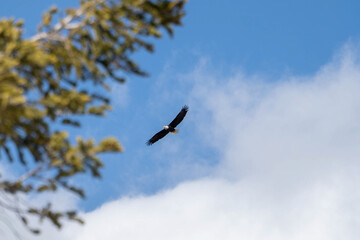 eagle in flight