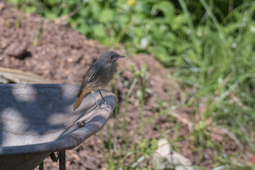 young bird black redstart perched on a wheelbarrow phoenicurus ochruros