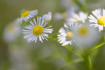 ヒメジョオンのお花