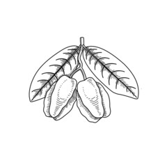Sketch of arjun fruit, or Terminalia arjuna, isolated on white background, exotic fruit for herbal medicine. vector illustration.
