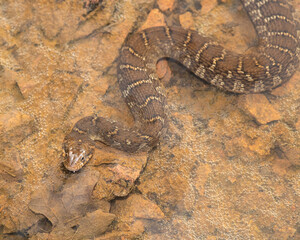 Plain-bellied Watersnake